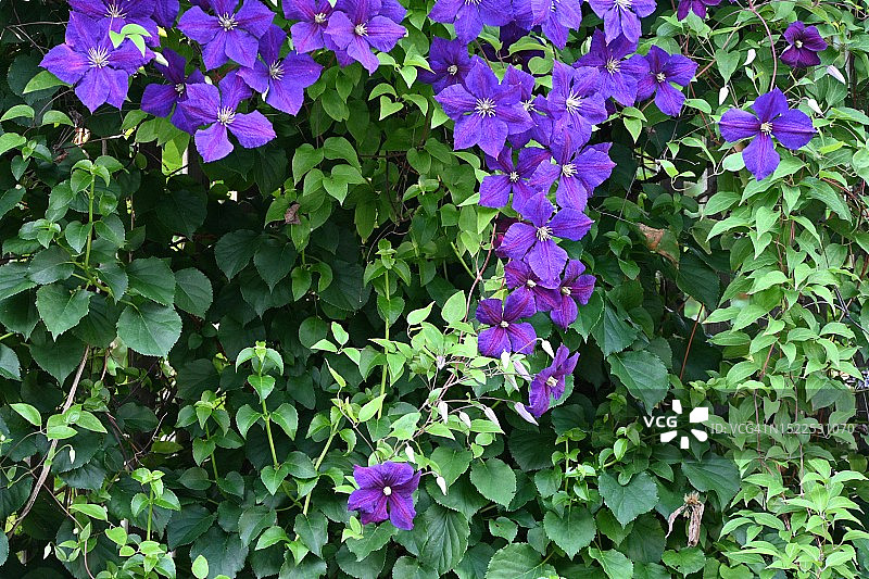 加拿大不列颠哥伦比亚省高贵林紫色开花植物特写图片素材