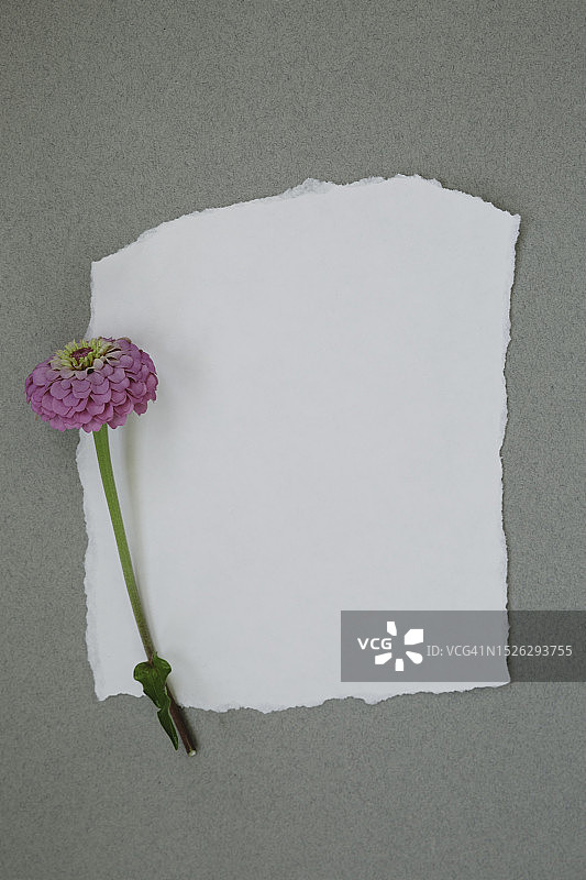 单根紫粉色百日菊茎放在空白撕纸上，灰色背景上留有文字空间图片素材