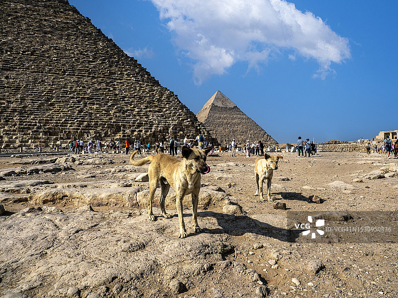 埃及吉萨金字塔的景观，前面有两只狗。图片素材