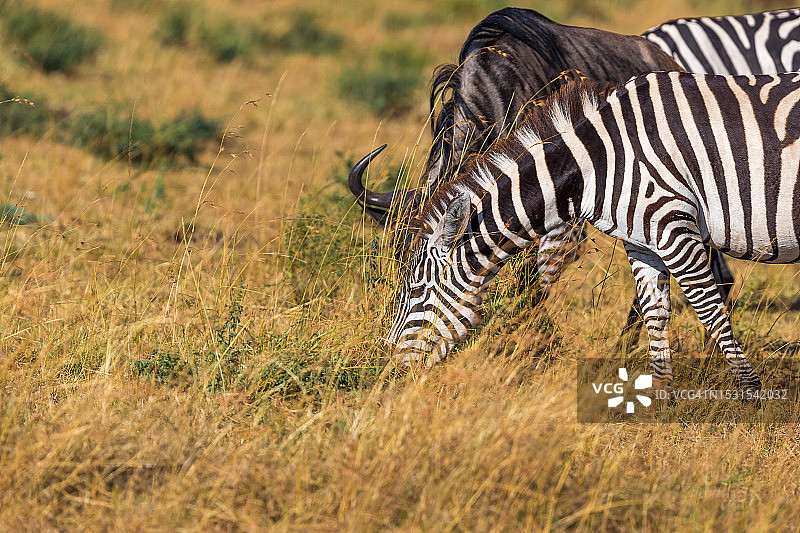角马羚羊和草原斑马在大迁徙的野生动物中吃草。图片素材
