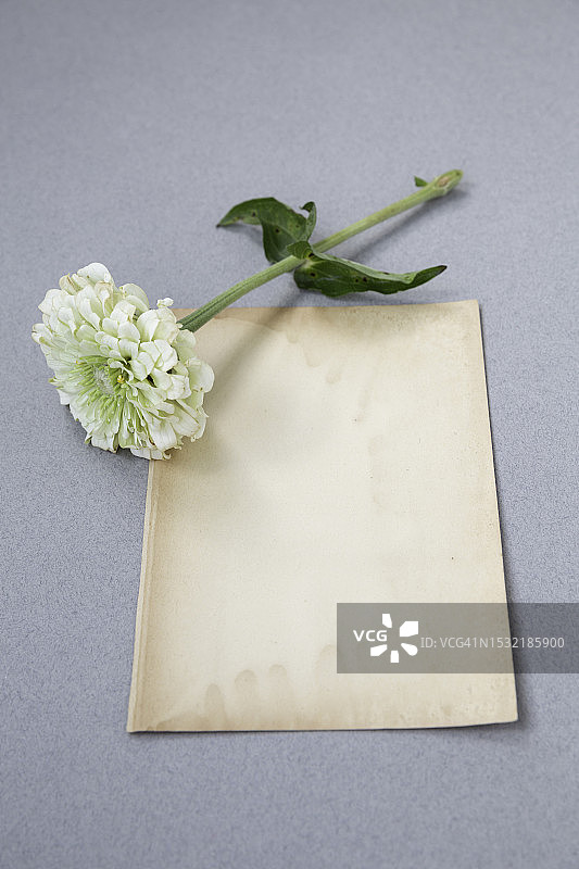 旧的染色空白页从书锚由白色百日草在灰色背景图片素材