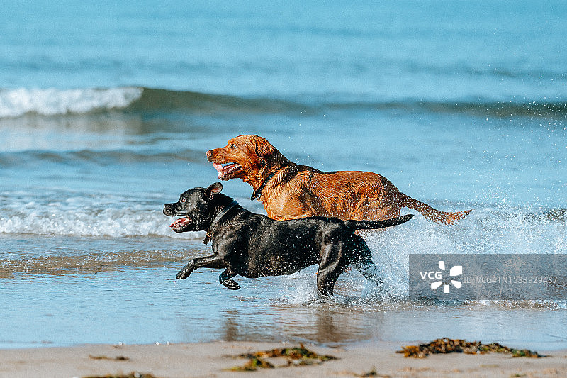 在沙滩上奔跑的纯种拉布拉多猎犬的侧视图图片素材