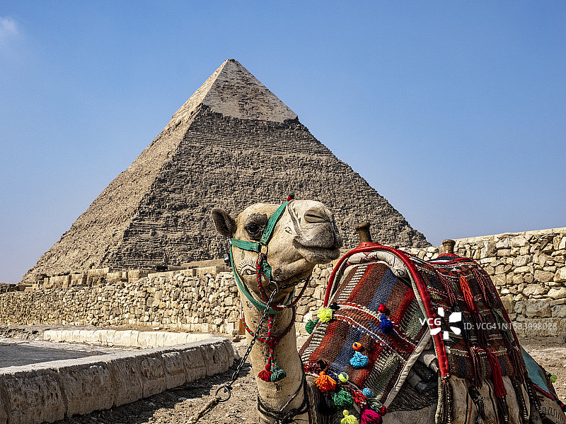 埃及吉萨，哈夫拉金字塔旁的骆驼。图片素材