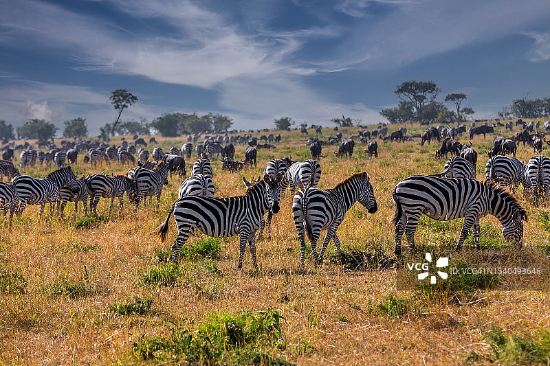 草原斑马和角马羚羊在大迁徙中的野生动物。图片素材