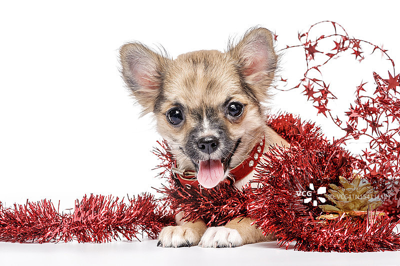 吉娃娃小狗被红色的圣诞金箔包围着图片素材