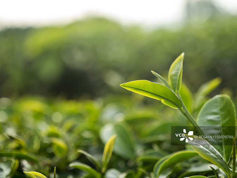 绿茶树叶田嫩芽草本绿茶树在茶树有机农场。接近新鲜树茶园山绿色自然在草药农场植物背景上午图片素材