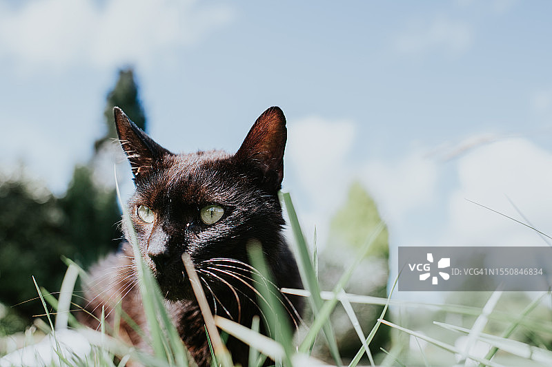 一只警觉的黑猫蹲在草丛里图片素材
