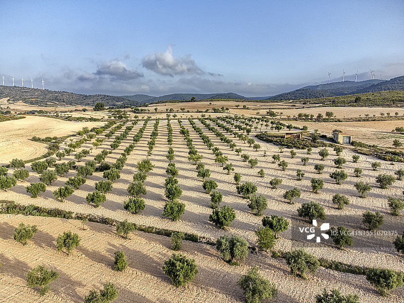 鸟瞰的农业景观与田野的橄榄树。图片素材