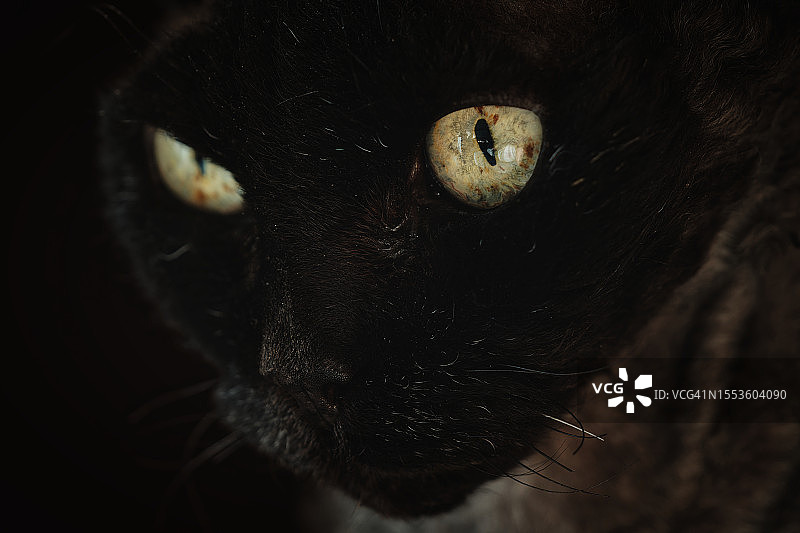 黑猫的特写肖像，波兰图片素材