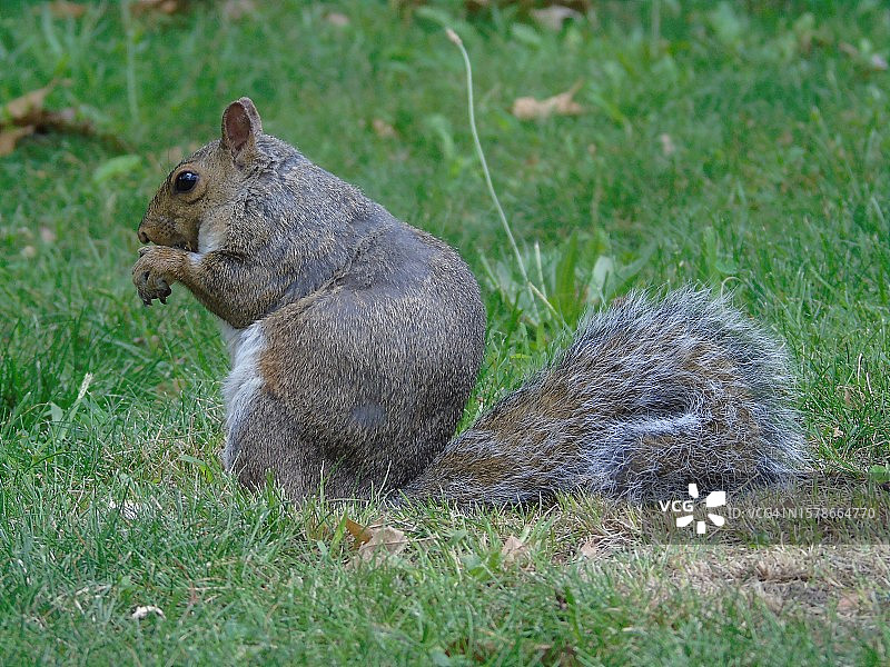 灰松鼠在草地上吃东西的特写图片素材