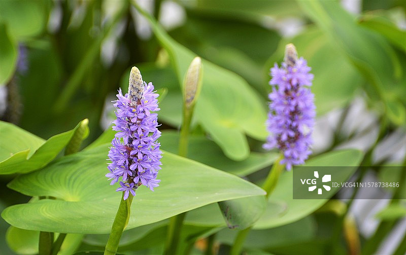 紫色开花植物特写，万宝路，新泽西州，美国图片素材