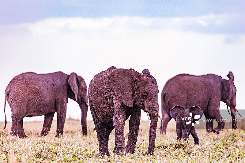 一群大象站在田野里，对着天空的侧面镜头图片素材