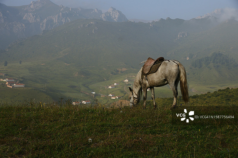 马在草地上吃草的高角度照片图片素材