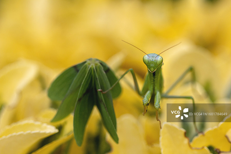 黄花上的昆虫特写图片素材