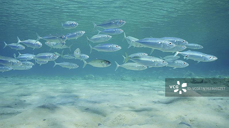 在阳光明媚的日子里，埃及萨法加红海，一群鲭鱼在浅水的沙质海床上游泳图片素材