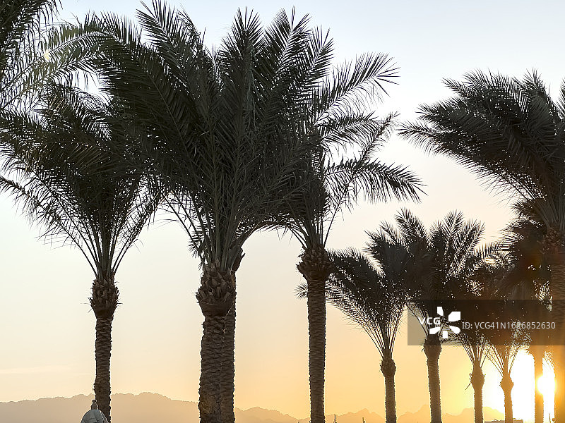 日落时金色天空映衬下棕榈树的剪影。图片素材