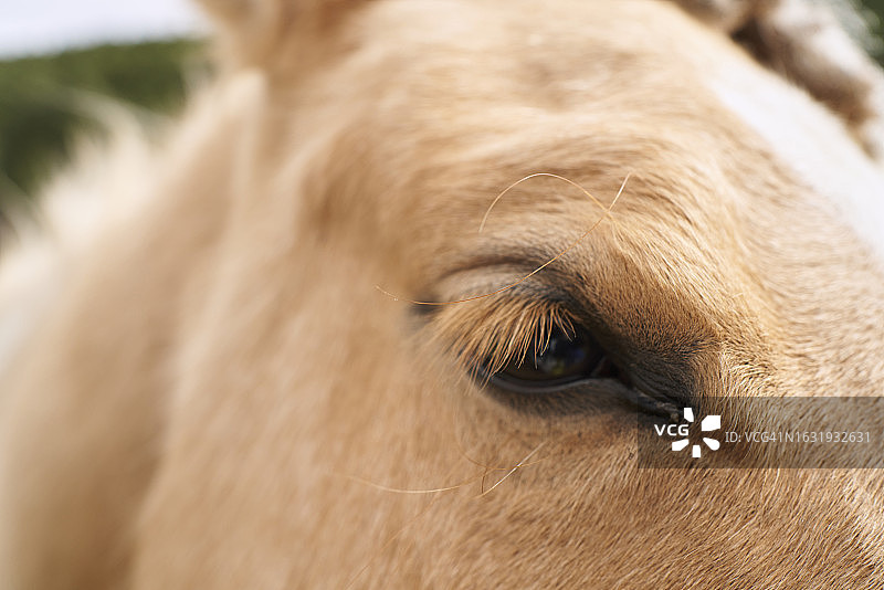 在农场上，一匹站着的马的眼睛正对着摄像机图片素材