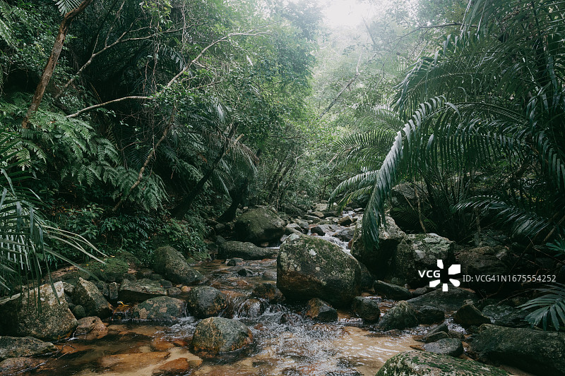 丛林溪流，iriomote -石垣国立公园图片素材