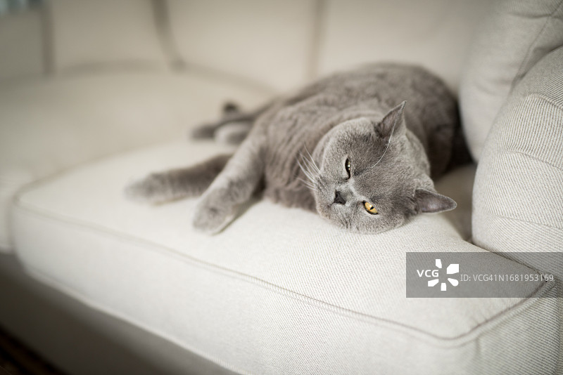 在英国苏格兰爱丁堡的一所房子里，一只昏昏欲睡的英国短毛猫半闭着眼睛躺在白色沙发的边缘上图片素材
