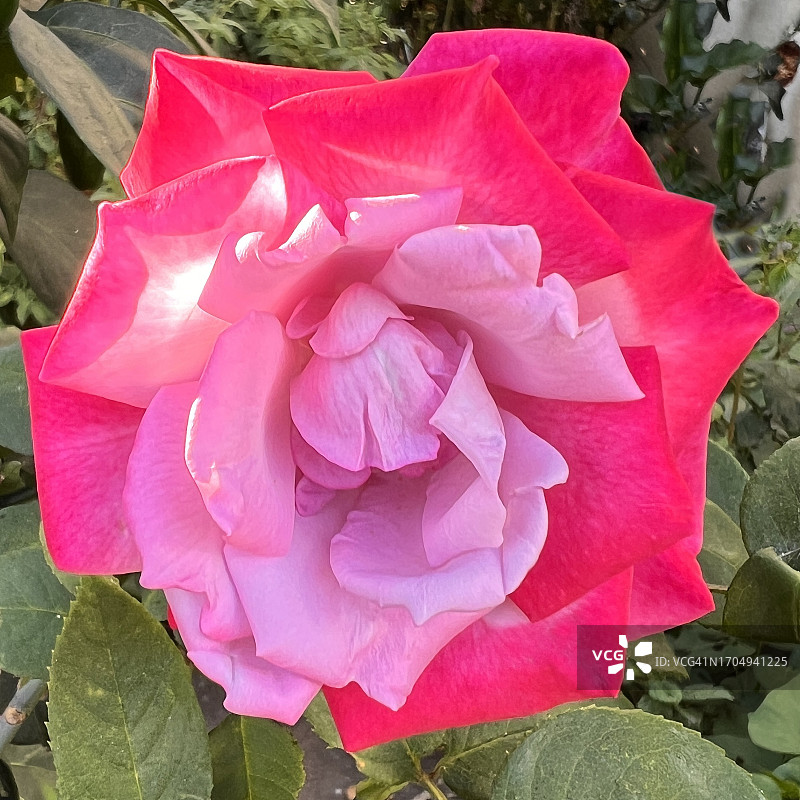 粉红色的玫瑰。图片素材