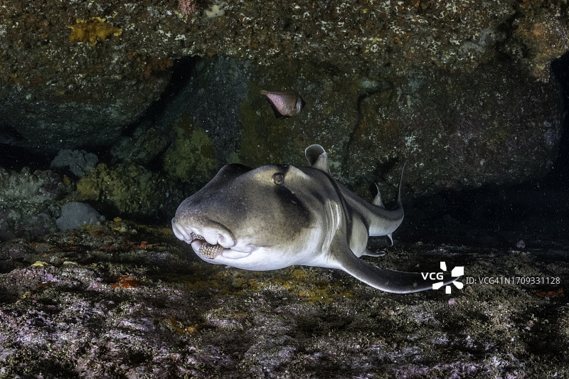 杰克逊港鲨鱼特写，杰维斯湾，新南威尔士州。图片素材