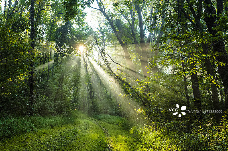 太阳从迷雾笼罩的森林中升起图片素材