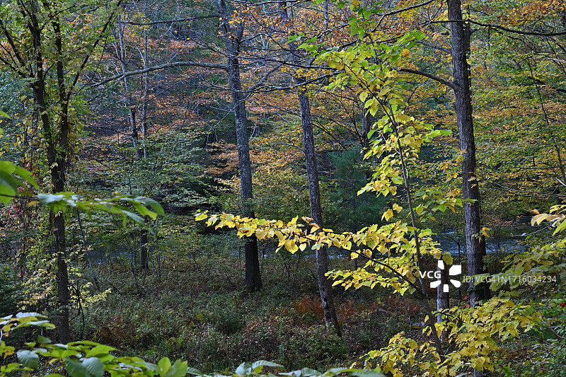 新英格兰秋季河畔森林景观图片素材