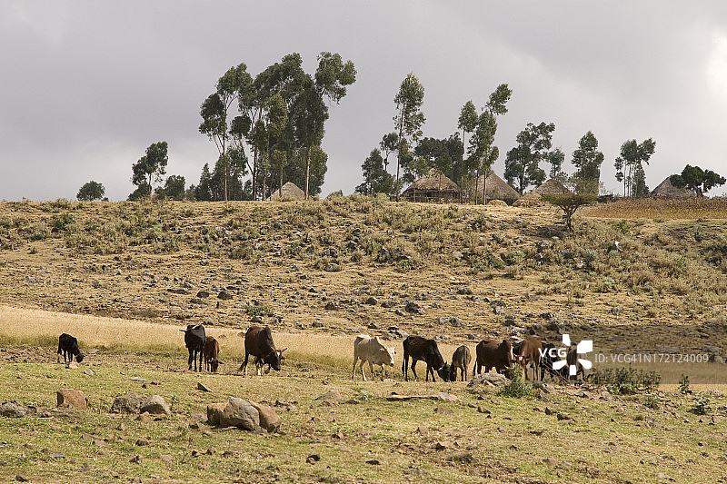 埃塞俄比亚的村庄图片素材