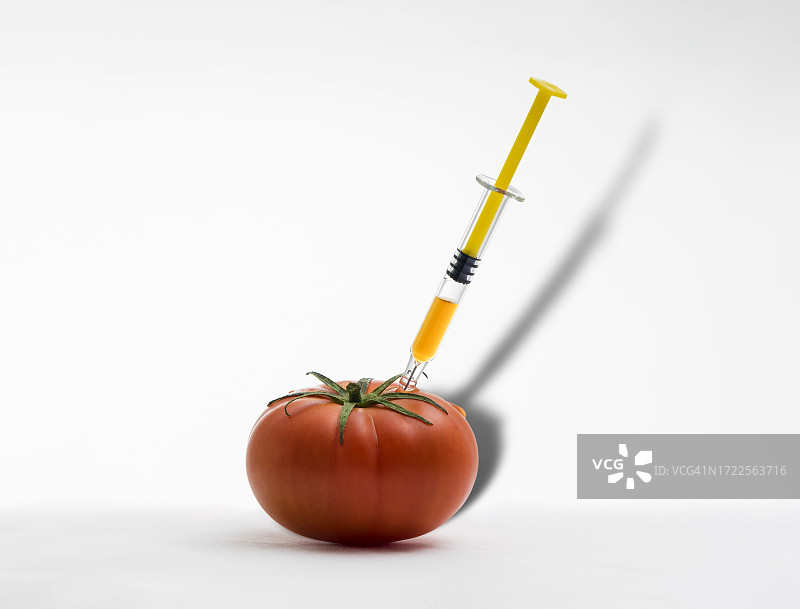 白色背景上有注射器的西红柿，转基因的。图片素材