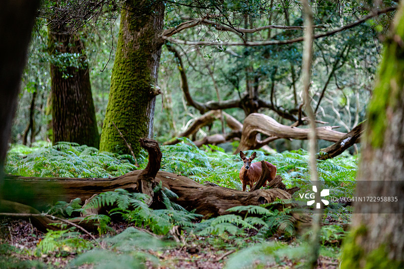 新森林的狍躲在树林里的原木后面图片素材