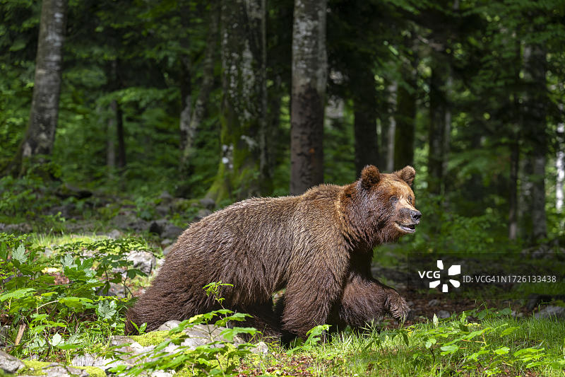 斯洛文尼亚Notranjska地区森林中的欧洲棕熊图片素材