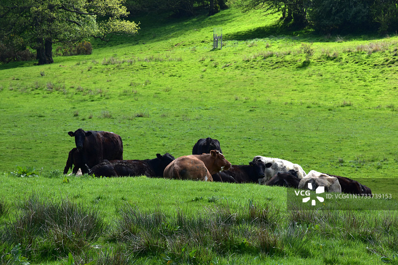 牛在草地上吃草的高角度照片图片素材