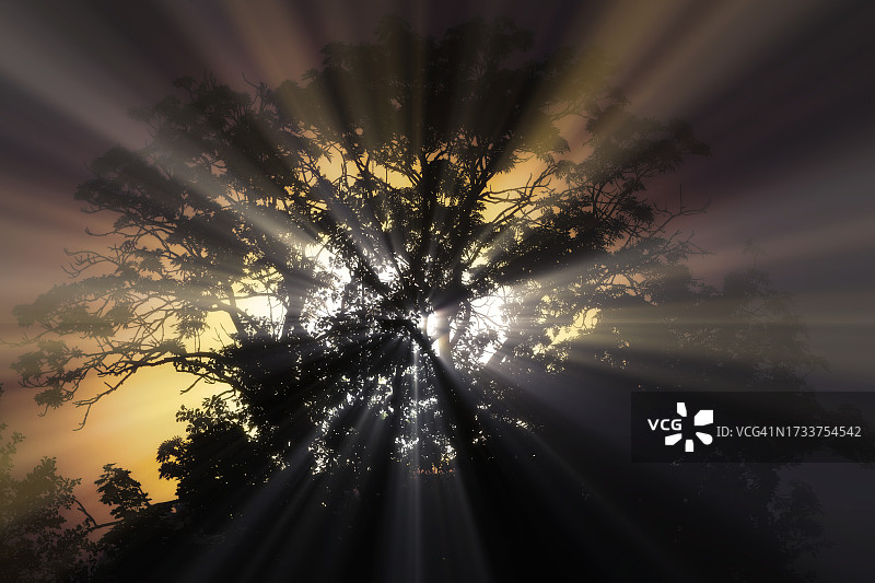 日落时树木在天空中的低角度剪影图片素材