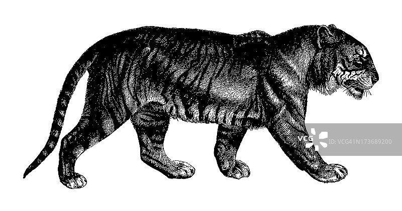 黑白插图的老虎在白色的背景图片素材