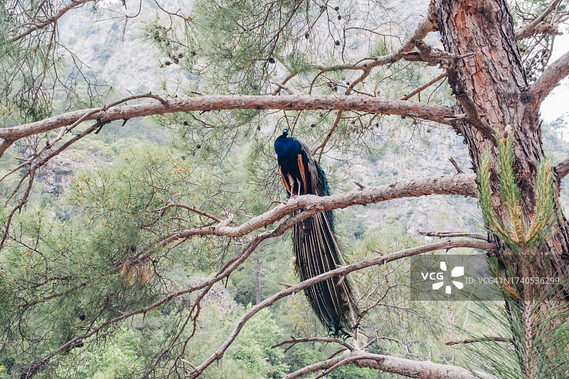 一只真正的孔雀坐在树上。野生动物。图片素材