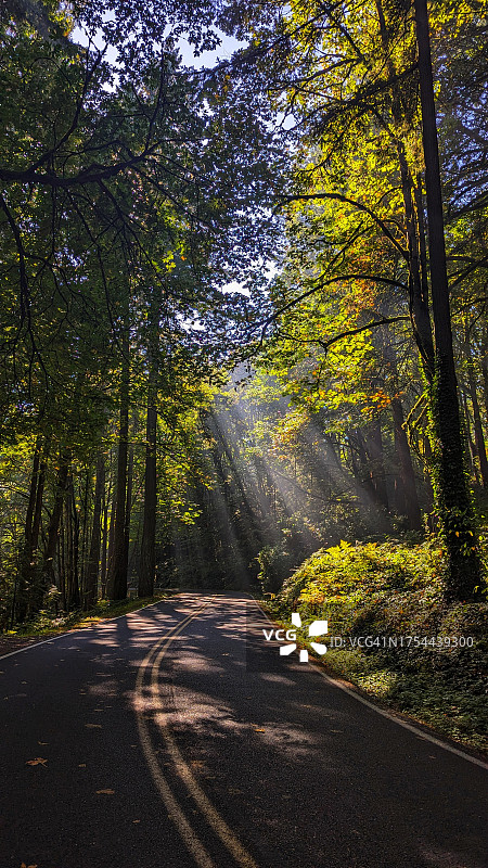 美国俄勒冈州摩特诺玛县，林中空旷的道路图片素材