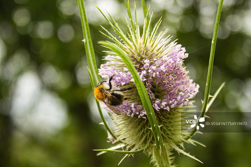 蜜蜂在蓟上授粉的特写图片素材