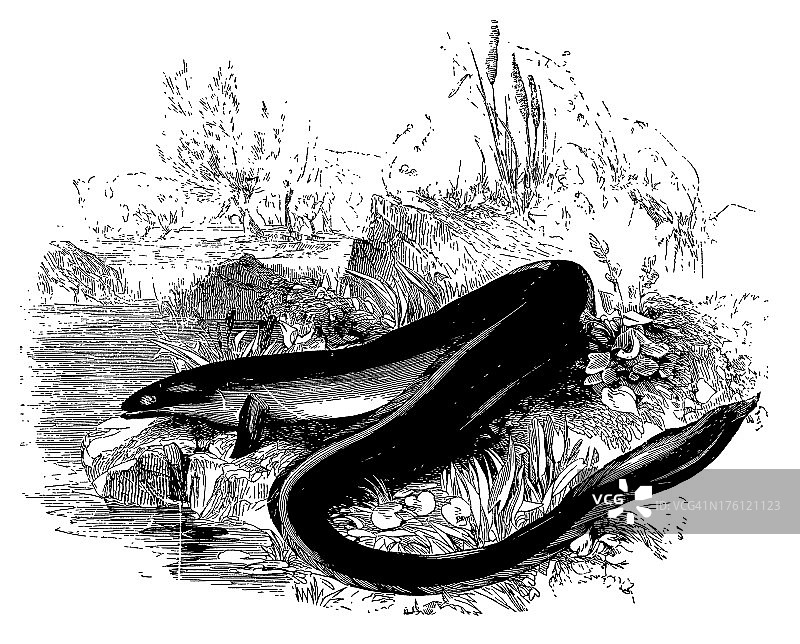 欧洲鳗鱼|古董动物插图图片素材