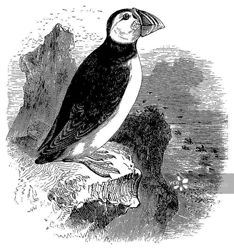 大西洋海鹦|古董鸟插图图片素材