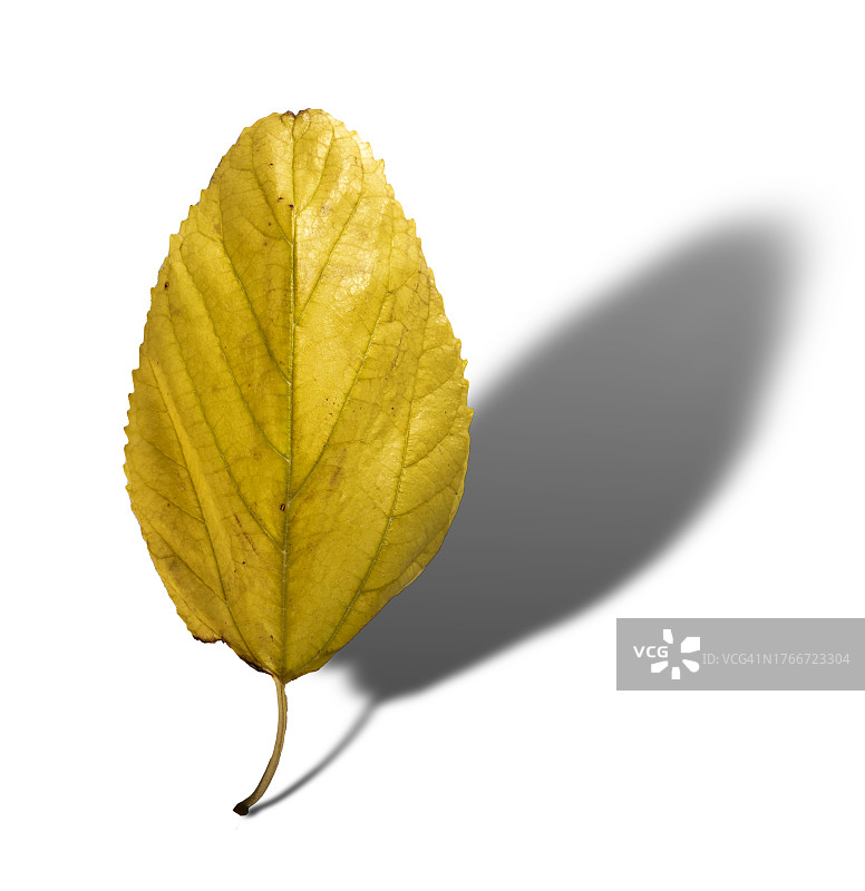 秋天一种植物的黄色叶子，在白色的背景上有一个细长的小阴影。图片素材