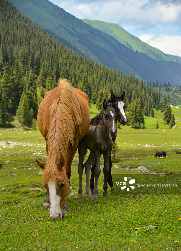 两匹马在山上吃草图片素材