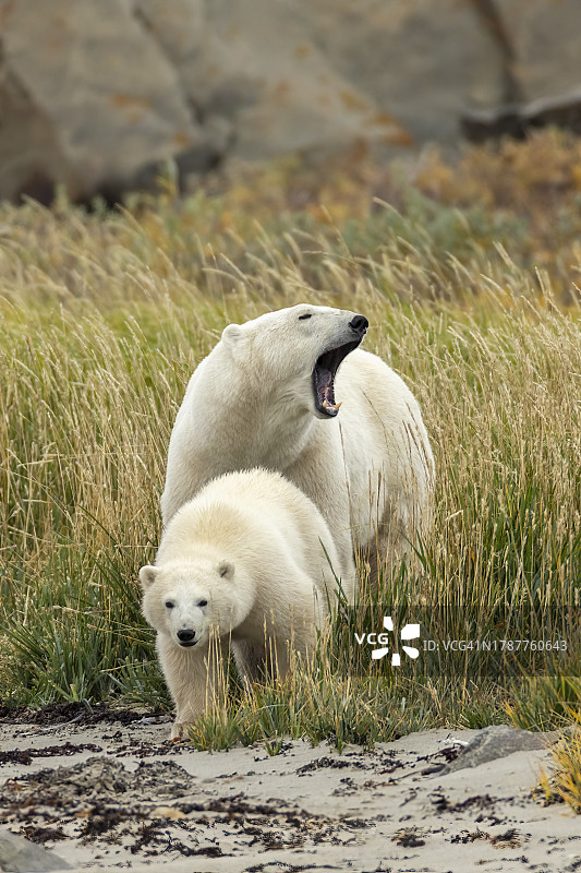 北极熊妈妈和小熊，母猪和小熊图片素材