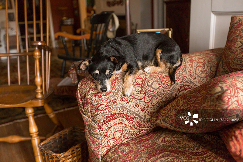 无聊的狗在客厅，沮丧的狗在沙发上，疲倦的狗在家里图片素材