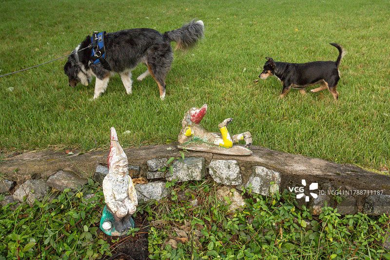 狗嗅地面，狗嗅草，好奇的狗朋友在院子里图片素材