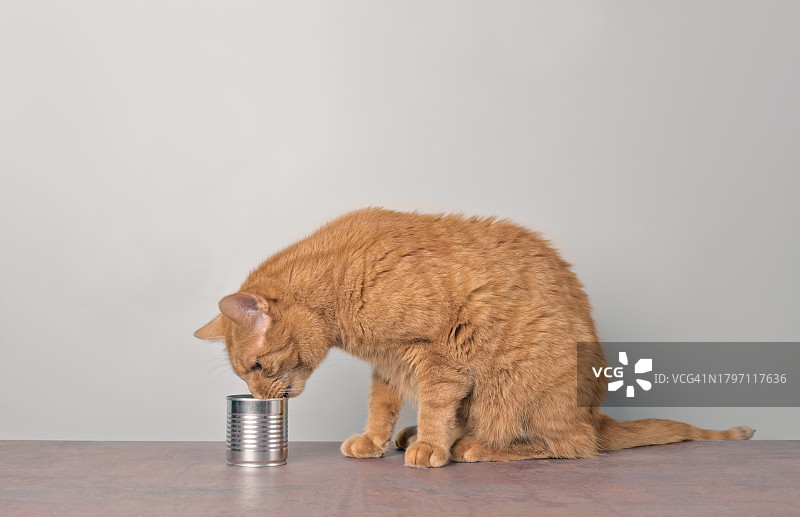 饥饿的红虎斑猫嗅着铝罐里的食物，德国图片素材