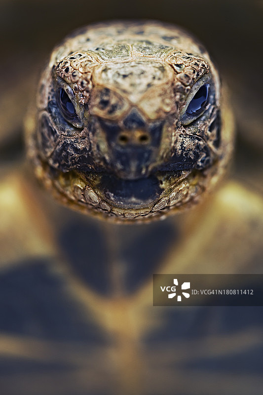 乌龟的肖像图片素材