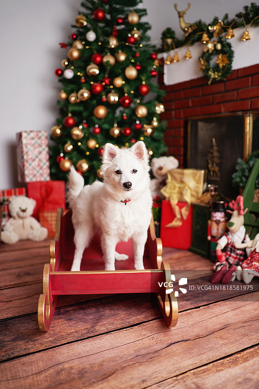 日本猎犬在圣诞树前的雪橇上，看着镜头图片素材