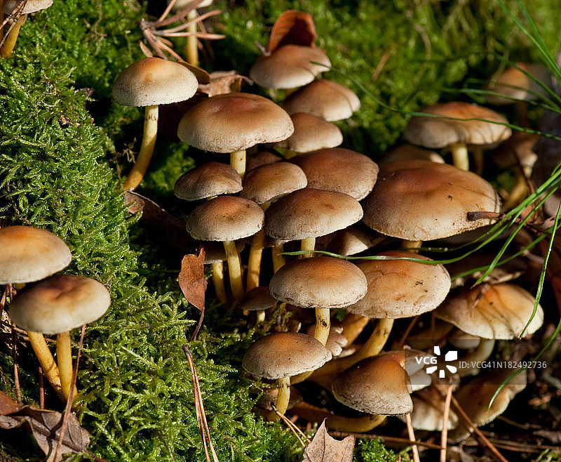苔藓圆木上的蘑菇图片素材