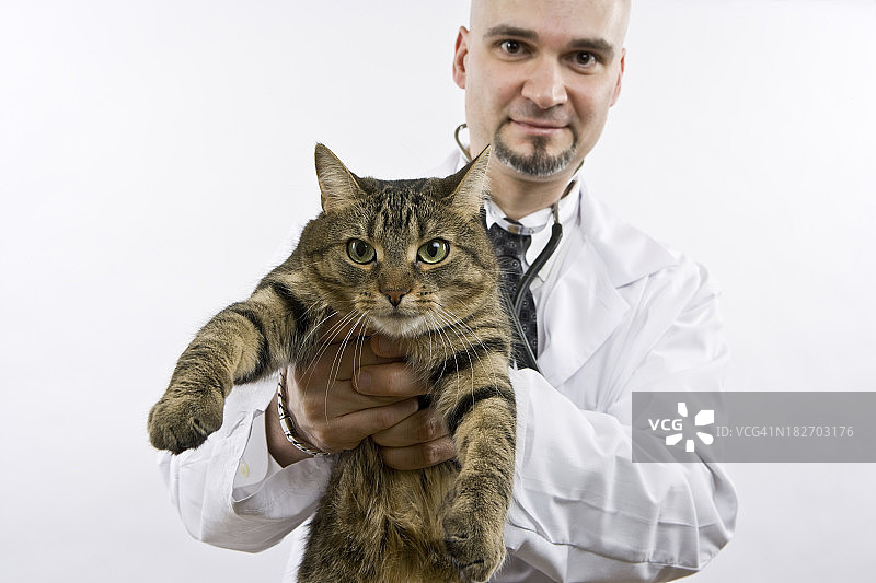 兽医和猫图片素材