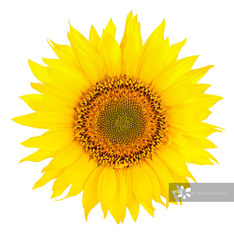鲜艳的黄色向日葵在白色的背景图片素材